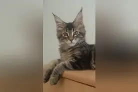 朋友家捡的猫，这是什么猫好大的耳朵视频封面