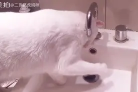 喵星人表示我有特别的玩水方式，其实就是吃跑了没事干，存心找虐图片