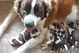 狗妈妈生了一窝小花狗，这喂奶的场面也是壮观，狗妈真是不容易啊图片