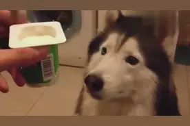 哈士奇为了喝酸奶，主人什么条件都答应了！