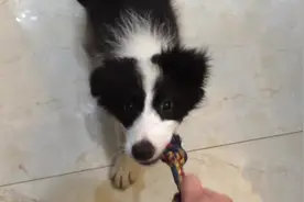 呆萌小边牧，霸气跟主人抢玩具，实在太凶狠，就问你怕不怕图片