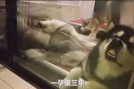 阿拉斯加当了爸爸以后，就整天这幅半死不活的模样！图片