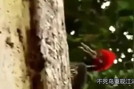 不死鸟被蛇咬数口仍战斗视频封面