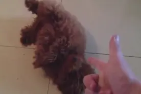 泰迪犬蛋蛋很听话，转圈转晕了坐下装死，训练有素图片