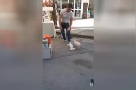 以后不要再说你比猪还笨