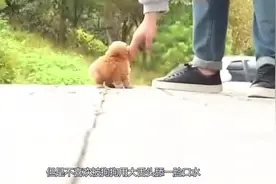 泰迪犬舔女主人的脸，了解这五点，明白狗狗传递给你的这些信息视频封面