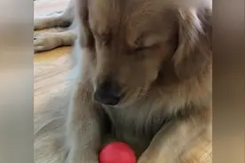 金毛对旧玩具始终如一，主人拿新玩具跟它换都无动于衷视频封面