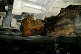 修车竟然遇到大公鸡卡在里面了图片