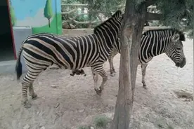 暑期线路百十千，划算还是五龙山！一票三玩，嗨翻天图片