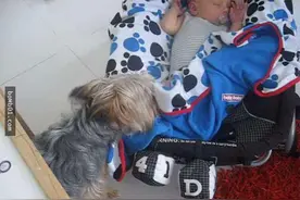 狗狗在宝宝睡着时，做了一件让父母惊讶又贴心的事图片