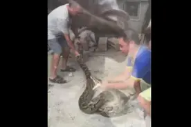 血盆大口的大蟒蛇，被男子徒手抓住图片