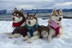 三只狗和一只猫的幸福生活  你们这样让我们人类如何是好啊图片