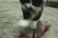 爆笑，谁更勇猛呢？保证你笑图片