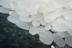 这是世界上最贵的大米，一公斤10000多日元！图片