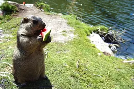 甘南偶遇现实版的饥饿土拨鼠图片