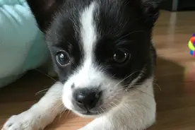 治愈系的中华田园犬，卖起萌来也是一套一套的，看完好想抱回家图片