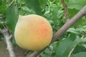 自家小院的水果 都成熟了 大家一起鉴赏下图片