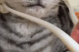 一只爱上按摩的喵星人，一看就是个意犹未尽的结局图片