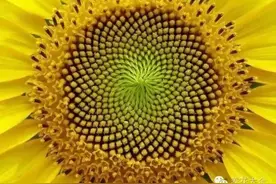 这些植物竟然有催眠作用！图片