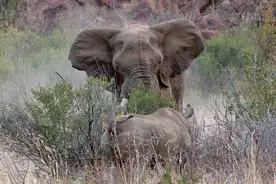 大象“发怒”攻击犀牛母子，犀牛妈妈为保护小犀牛惨死！图片