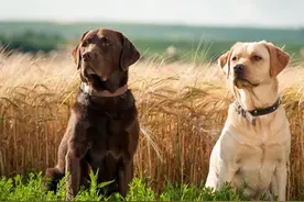 温柔的骑士：拉布拉多图片