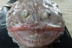 澳洲渔民捕到深海稀有鱼种，牙齿尖利眼球外凸似外星来者图片