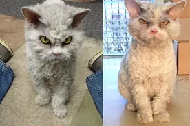看起来总是皱着眉头在瞪人的猫咪,它其实是只超级爱撒娇的小贴心图片