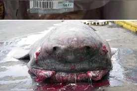 从蟋蟀串到腐烂鲨鱼肉，我们爬到食物链顶端到底是为了什么？图片