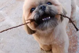 西施犬受宠的原因居然是这样的！倒头栽撞进你的心图片