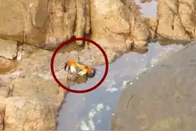 “章鱼哥”捕食“蟹老板”现场，发生的事情连摄像机都跟不住！图片