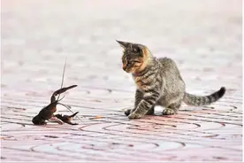 所谓好龙虾不挡道，拦住三只小猫去路它们一言不合杠上了图片