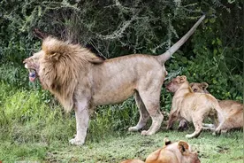 小狮子蹲在爸爸身后玩，雄狮撒尿喷了小狮子一脸，无奈去找妈妈图片