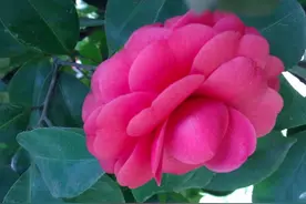 周公解梦，看看你做的梦到底有什么含义？图片