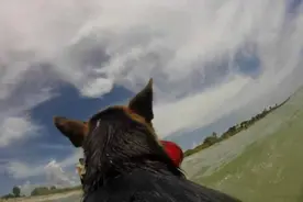 给汪星人装上GoPro 以狗狗的视角去海滩玩耍图片