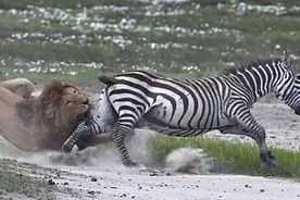 命悬一线，斑马被雄狮捕杀，一个后蹬腿把狮子蹬懵逼了！图片