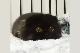 30只软绵绵的猫咪宝宝，不管做什么动作都萌到不行图片