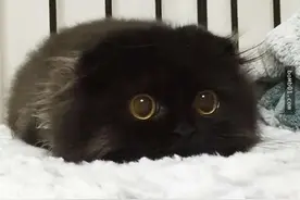 30只软绵绵的猫咪宝宝，不管做什么动作都萌到不行图片