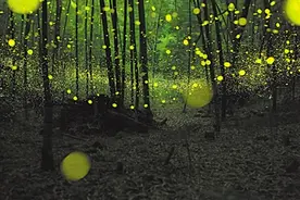 萤火虫的夏天图片