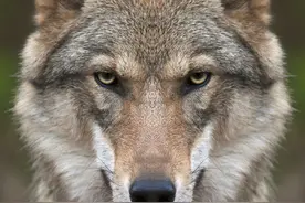 狼族智语——不得不看的启示图片