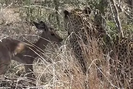 猎豹收养斑羚当儿子，原来它还暗藏这样的心思，心机真是重啊！图片