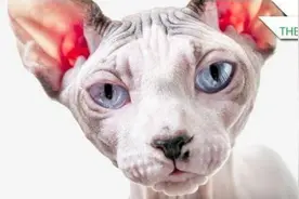 精灵宝可梦中5个受真实动物启发的原型，猜猜皮卡丘的原型？视频封面
