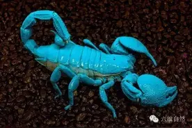 帝王蝎发出神奇的荧光，是示爱还是示威？图片