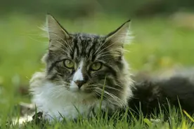教你写作文：三年级开篇状物作文《可爱的小猫》图片