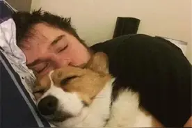 一只柯基犬成功上位之后，太喜感了图片