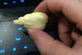 鱼体内发现的石头，比鱼骨硬，还有一圈圈的年轮图片