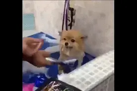 满心期待自己被制作成一团毛绒球，汪星人自始至终都很乖图片