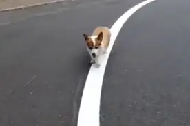 有强迫症的柯基犬，一定要踩着白线走图片