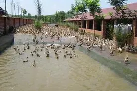 环保：7种养猪场、养牛羊场污水处理方法图片