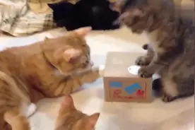 猫咪面对主人买的小礼物，充满好奇，反应好好笑啊视频封面