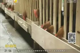 西安一住户在小区院子里养鸡 隔壁小区意见大视频封面